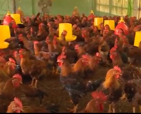 Bệnh viêm thanh phế quản truyền nhiễm ở gà - Niên Giám Nông Nghiệp