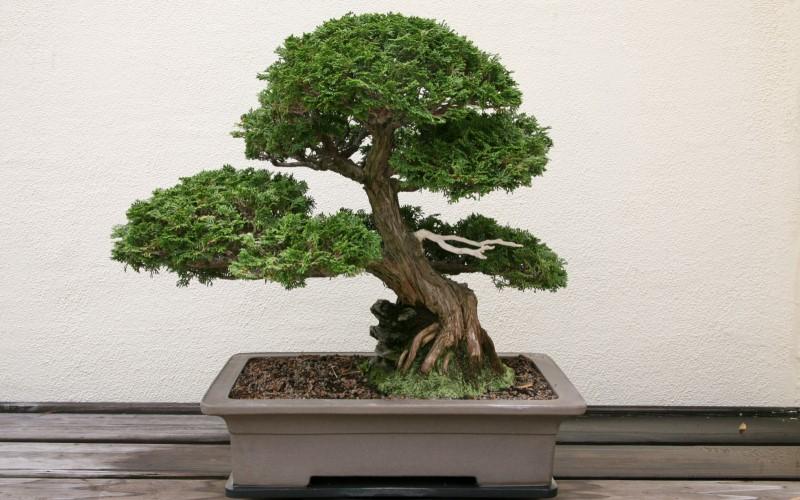 Tùng bồng lai bonsai phong thủy cho tuổi Thân