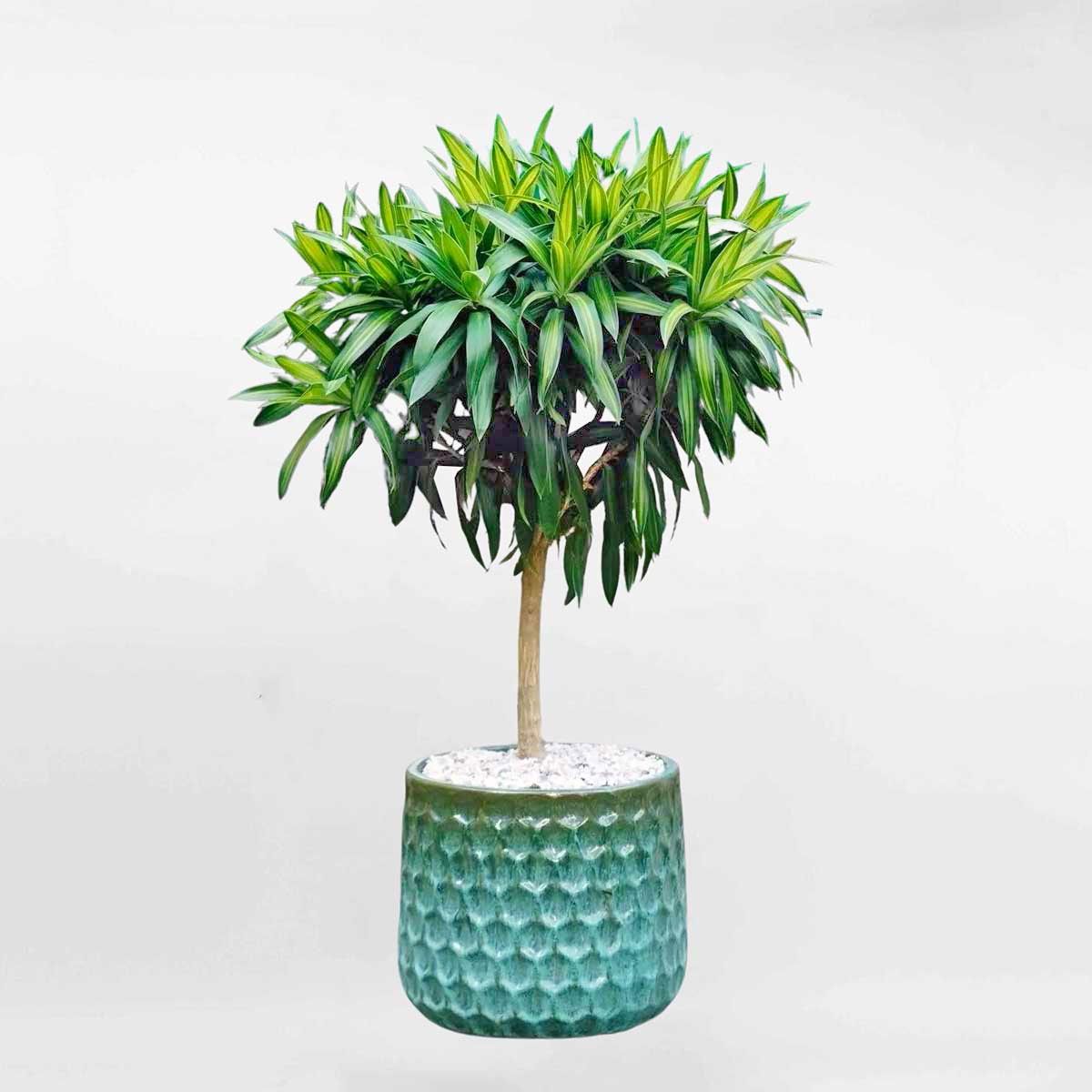 Cây tre trong chậu gốm có in hình CTBH005