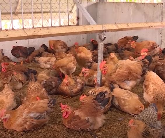 Bệnh viêm thanh phế quản truyền nhiễm ở gà - Niên Giám Nông Nghiệp