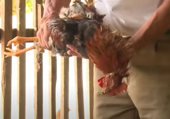 Bệnh viêm thanh phế quản truyền nhiễm ở gà - Niên Giám Nông Nghiệp