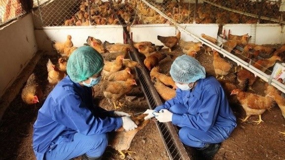 Nhận biết bệnh ILT ở gà và cách điều trị - Khoa học Thú y và Nuôi trồng Thủy sản Mebipha