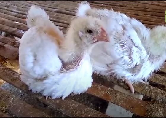 Bệnh viêm thanh phế quản truyền nhiễm ở gà - Niên Giám Nông Nghiệp