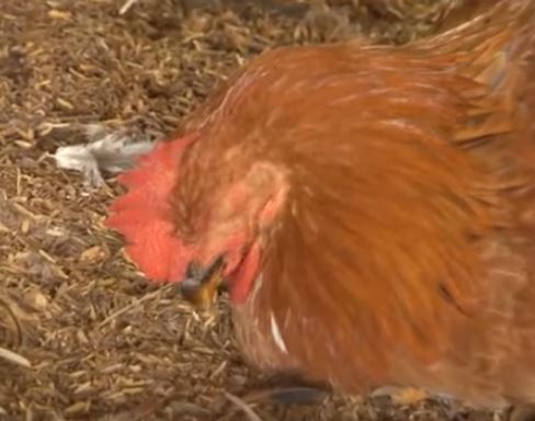 Bệnh viêm thanh phế quản truyền nhiễm ở gà - Niên Giám Nông Nghiệp