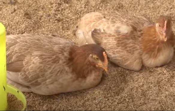 Bệnh viêm thanh phế quản truyền nhiễm ở gà - Niên Giám Nông Nghiệp