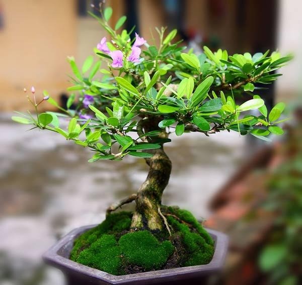 Bonsai Sam Hương: Cây lạ được giới chơi bonsai cao cấp săn lùng