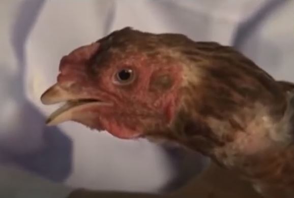 Bệnh viêm thanh phế quản truyền nhiễm ở gà - Niên Giám Nông Nghiệp