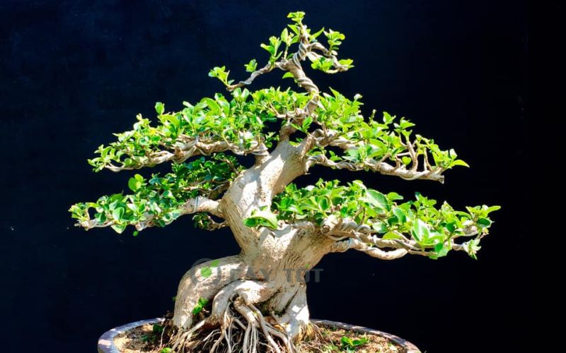 Cây cảnh Sam Hương - Vẻ đẹp trong thế giới Bonsai