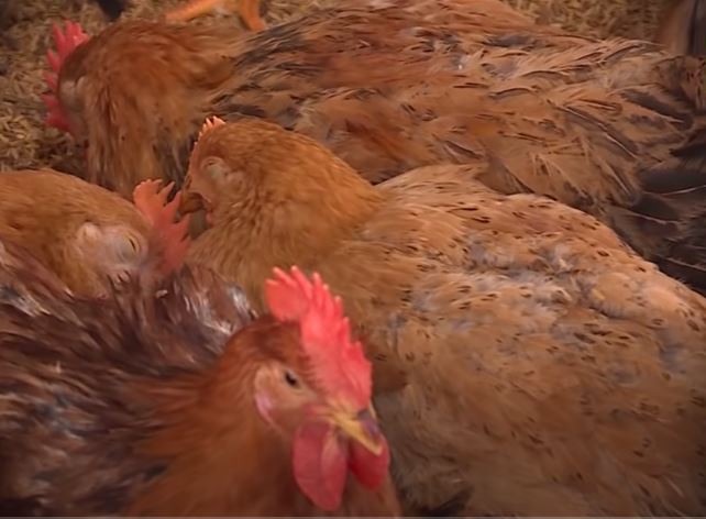 Bệnh viêm thanh phế quản truyền nhiễm ở gà - Niên Giám Nông Nghiệp