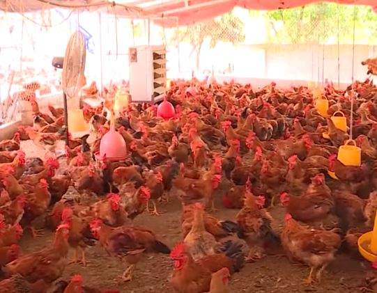 Bệnh viêm thanh phế quản truyền nhiễm ở gà - Niên Giám Nông Nghiệp