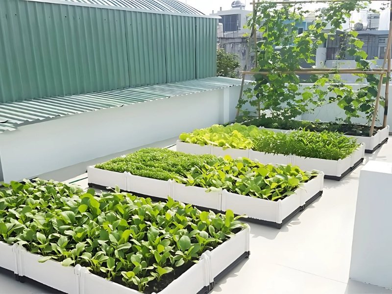 50 triệu kinh doanh gì ở nông thôn? Gợi ý 6 mô hình sinh lời cao