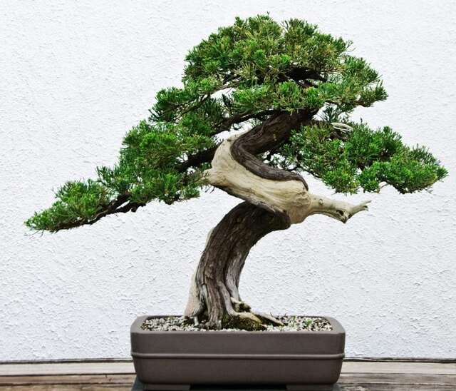 Cây bonsai để bàn