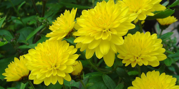 Giải mã ý nghĩa của giấc mơ thấy hoa cúc | Phong Thủy Cho Người Việt, Xem Phong Thủy, Tư Vấn Phong Thủy - BlogPhongThuy.com