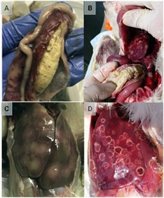 BỆNH ĐẦU ĐEN TRÊN GÀ - Công ty CP Thiên Quân