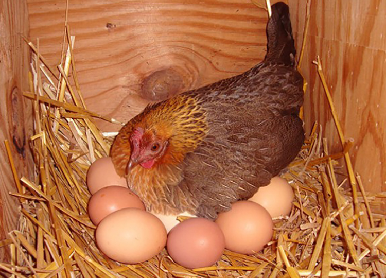 Bí quyết giúp gà mẹ ngừng ấp trứng, tăng năng suất chăn nuôi