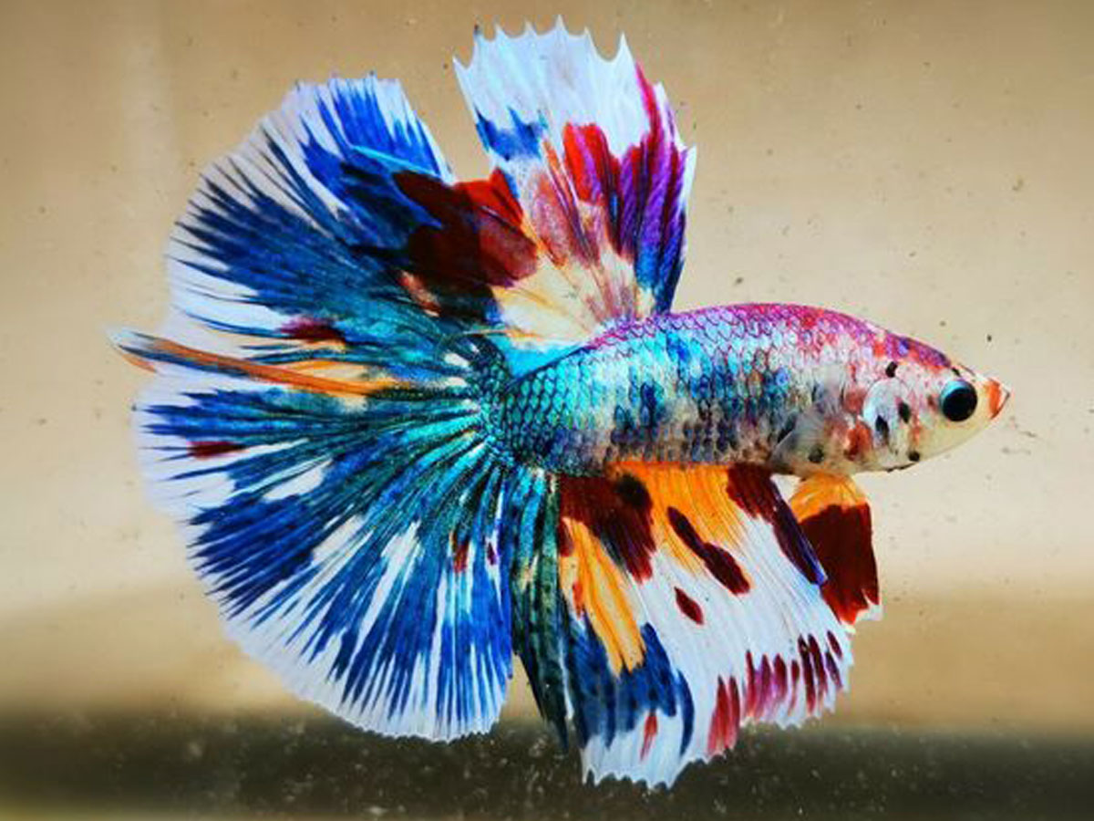 Cá Betta Koi | giống cá betta đẹp & Top betta KOI đẹp