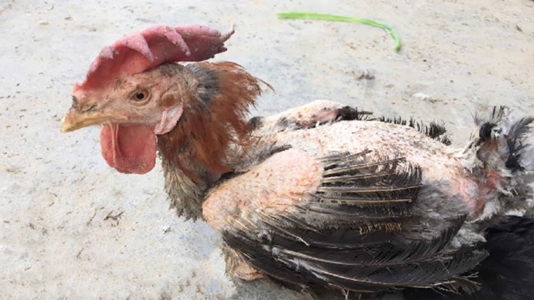 Cách trị gà bị sâu lông hiệu quả để có bộ lông mới dày, mịn