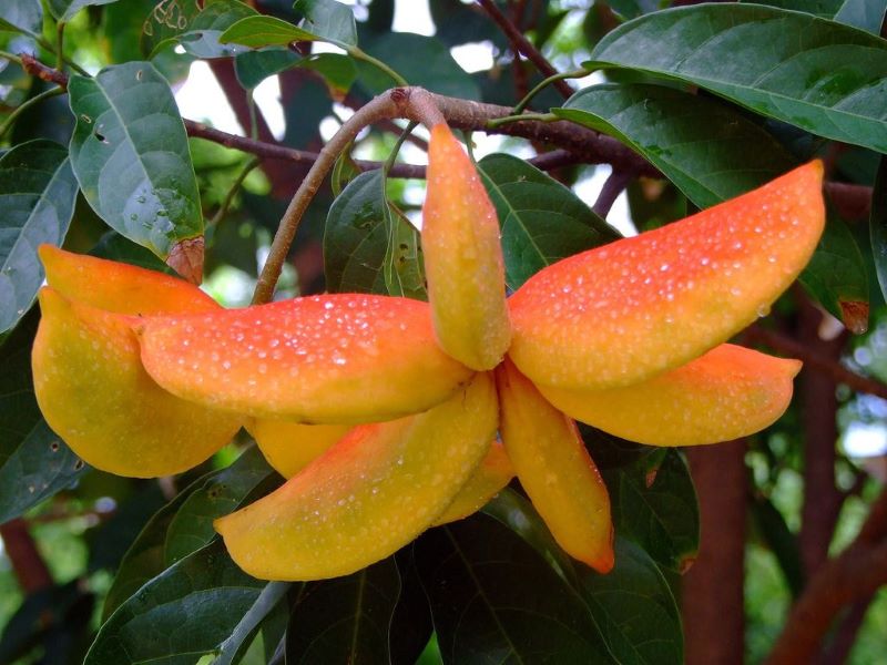 Ý nghĩa phong thủy của cây biết hát là gì? Nên trồng cây biết hát ở đâu trong nhà?