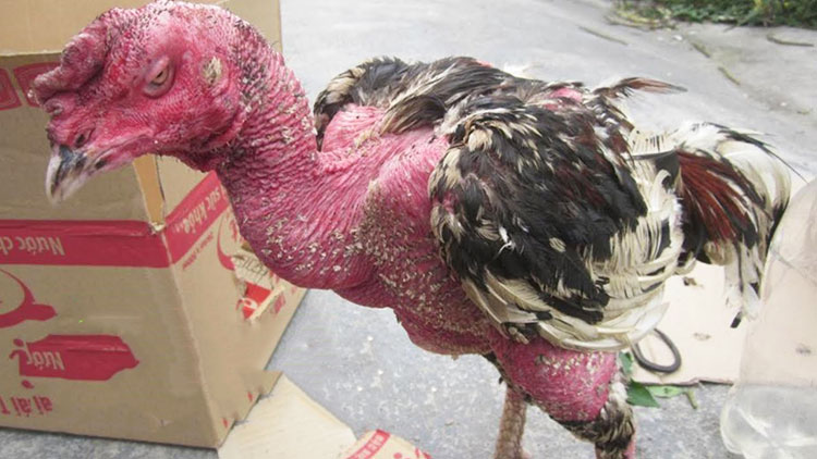 Cách trị gà bị sâu lông hiệu quả để có bộ lông mới dày, mịn