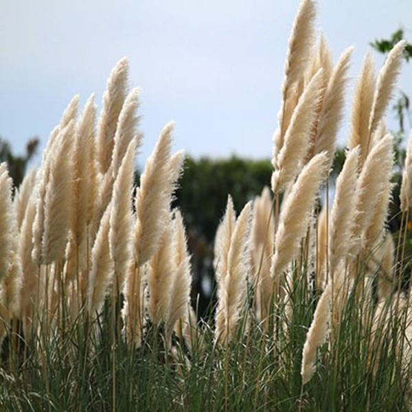 Có lau - Vẻ đẹp độc đáo trong nghệ thuật trang trí