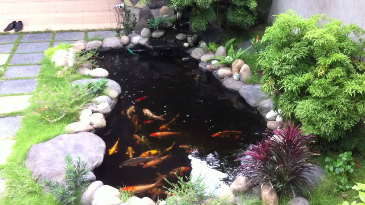 Có nên thiết kế hồ cá koi trong sân vườn?