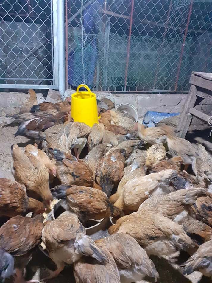 Chế độ dinh dưỡng giúp phòng bệnh mù mắt ở gà