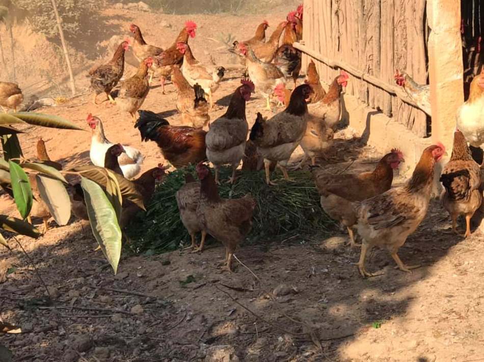 Lưu ý khi chăm sóc đàn gà để phòng bệnh mù mắt