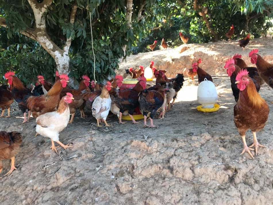 Nguyên nhân gà bị mù mắt do môi trường và vi khuẩn