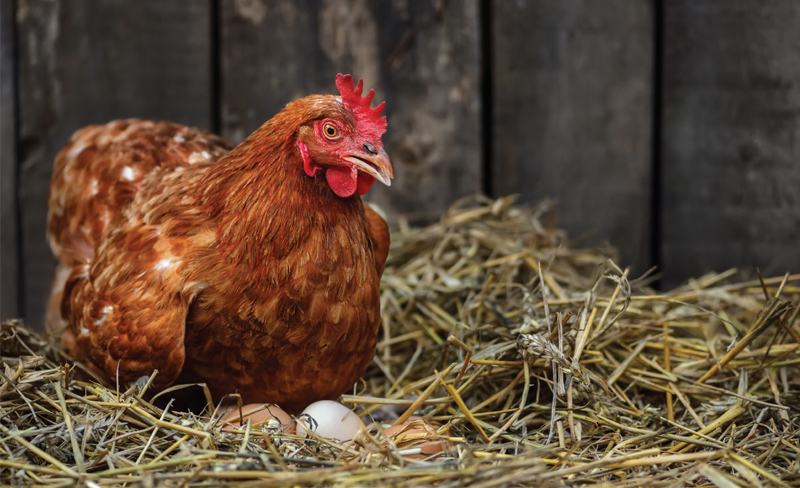 Kinh nghiệm nuôi gà đẻ nhiều trứng - Bản tin Chăn nuôi - Tạp chí Chăn nuôi Việt Nam