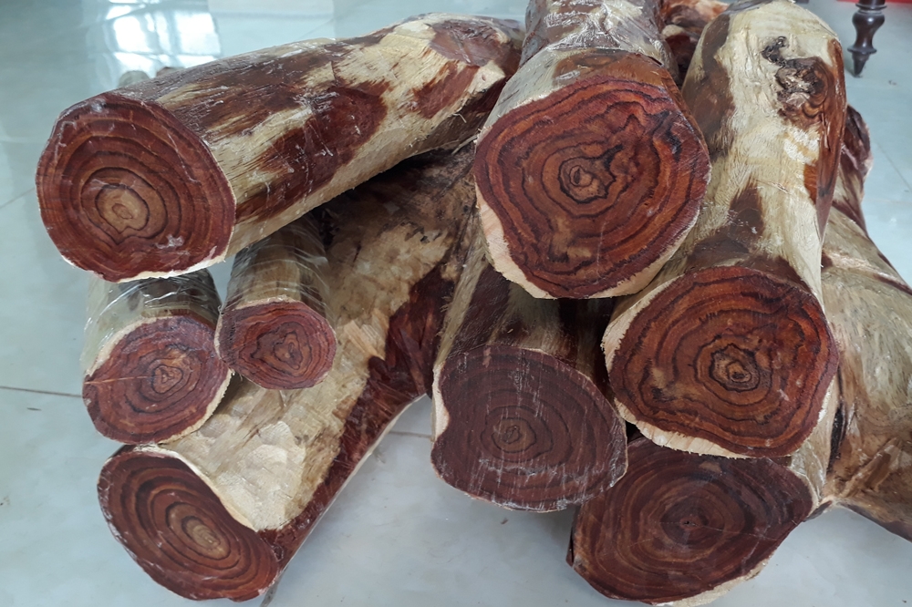 Báo Giá Gỗ Sưa 2021 - thu mua cây sưa, gỗ sưa toàn quốc | gỗ sưa nam, gỗ sưa bắc, gỗ sưa non, giá cho từng loại.