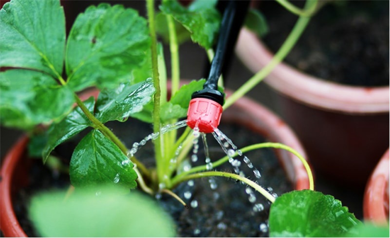 1 Hệ thống tưới nhỏ giọt - Giải pháp tối ưu cho vườn rau nhà bạn