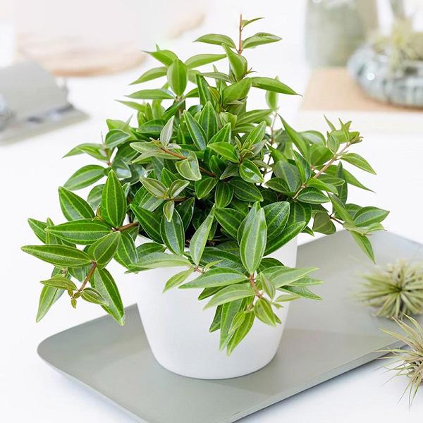 Cây Hòa Bình có ý nghĩa gì? Cách trồng và chăm sóc như thế nào? - 3