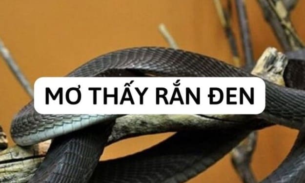 Bí ẩn nằm mơ thấy rắn đen - Anony Viet