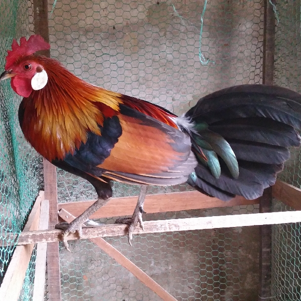 Cách nhận biết gà rừng thuần chủng - Trang trại chăn nuôi Thu Hà
