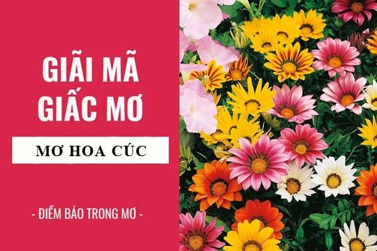 Ngủ mớ thấy hoa cúc là điềm báo gì?