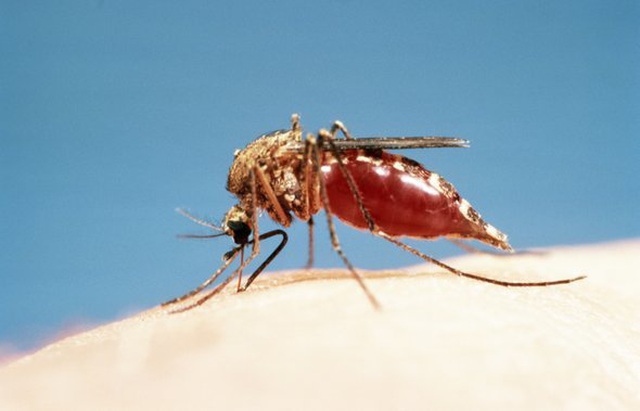 Tại sao bạn nên thực hiện diệt muỗi tại Việt Nam? | Công ty Tân Nguyên
