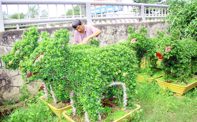 Chăm sóc cây kiểng tạo hình