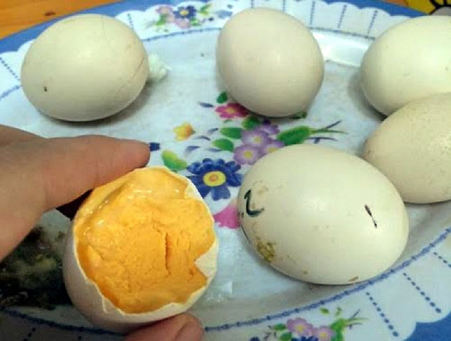 Trứng chết phôi trong quá trình ấp – Nguyên nhân và cách khắc phục
